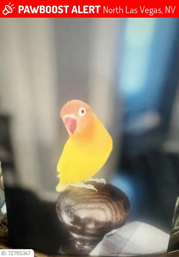 Lost Female Bird last seen Alan to Simmons and tropical  and centennial , North Las Vegas, NV 89085