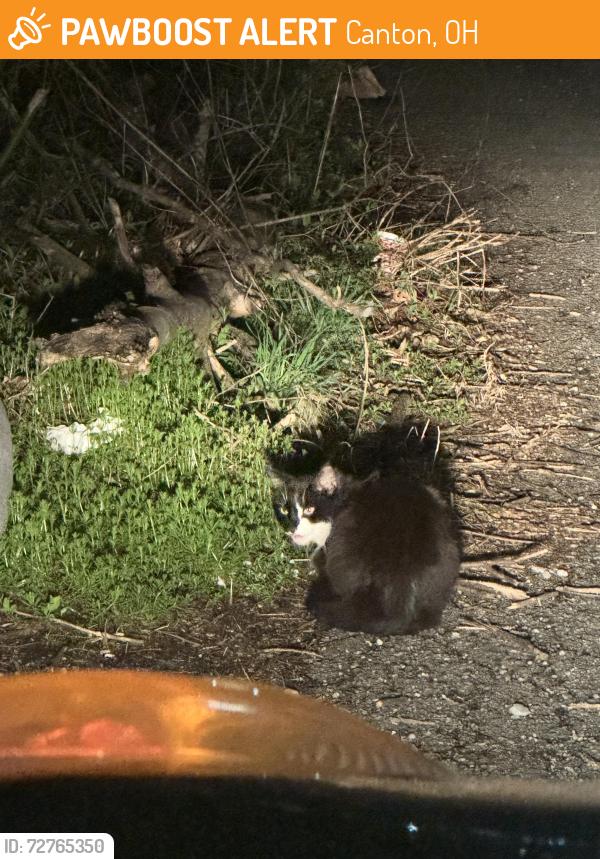 Found/Stray Unknown Cat last seen Downtown canton , Canton, OH 44704