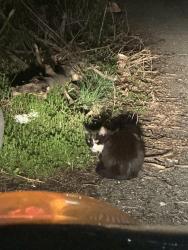 Found/Stray Unknown Cat last seen Downtown canton , Canton, OH 44704