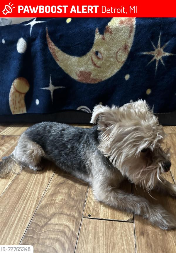 Lost Male Dog last seen Central , Detroit, MI 48210