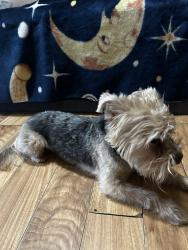 Lost Male Dog last seen Central , Detroit, MI 48210