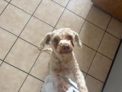 Found/Stray Female Dog last seen S H, Pacheco, Bakersfield, CA 93313