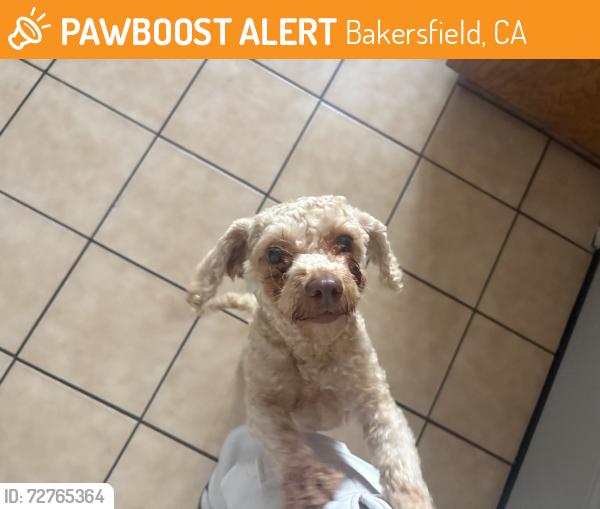 Found/Stray Female Dog last seen S H, Pacheco, Bakersfield, CA 93313