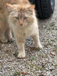 Found/Stray Male Cat last seen Mission trail and Saddleridge drive , Wimberley, TX 78676