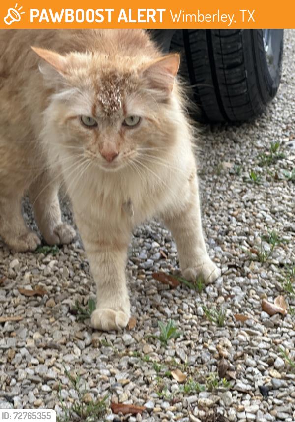 Found/Stray Male Cat last seen Mission trail and Saddleridge drive , Wimberley, TX 78676