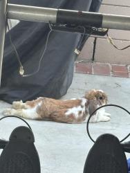 Lost Male Rabbit last seen basset park, Baldwin Park, CA 91706