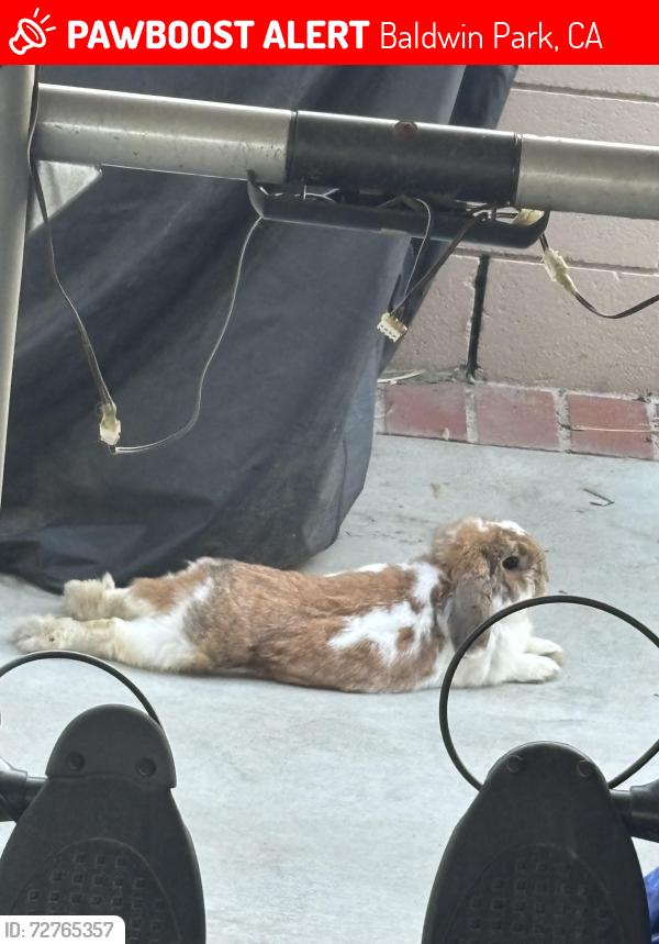Lost Male Rabbit last seen basset park, Baldwin Park, CA 91706