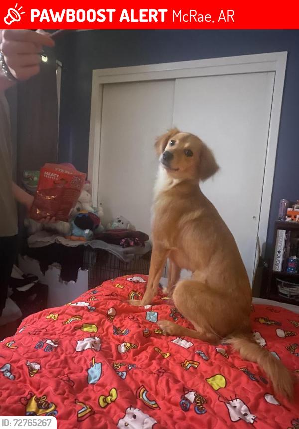 Lost Female Dog last seen Texarkana Arkansas , McRae, AR 72102