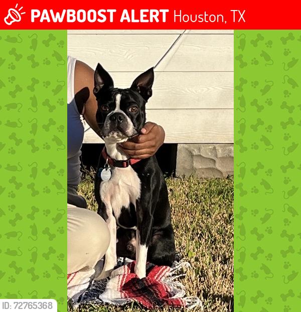 Lost Male Dog last seen Liberty Road and Waco, Houston, TX 77026