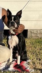Lost Male Dog last seen Liberty Road and Waco, Houston, TX 77026