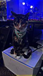 Lost Female Cat last seen Griffin and Hutchinson, Charleston, WV 25387