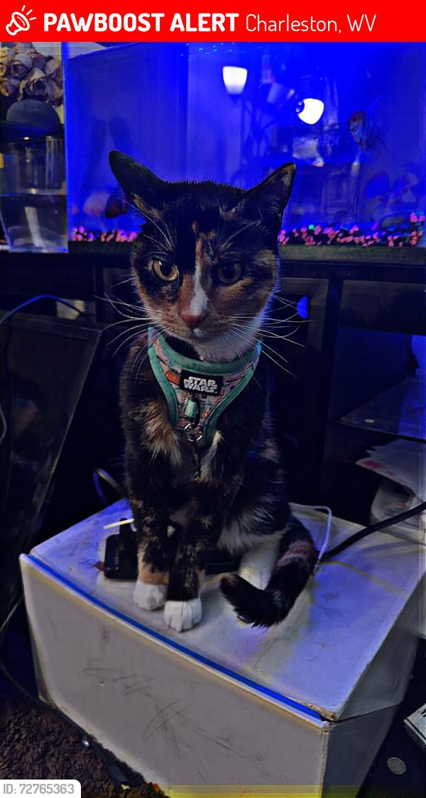 Lost Female Cat last seen Griffin and Hutchinson, Charleston, WV 25387