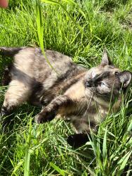Lost Female Cat last seen Mcnary, Salem, OR 97304
