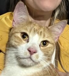 Found/Stray Male Cat last seen Wolf River Blvd Between Farmington and Kimbrough, Germantown, TN 38139