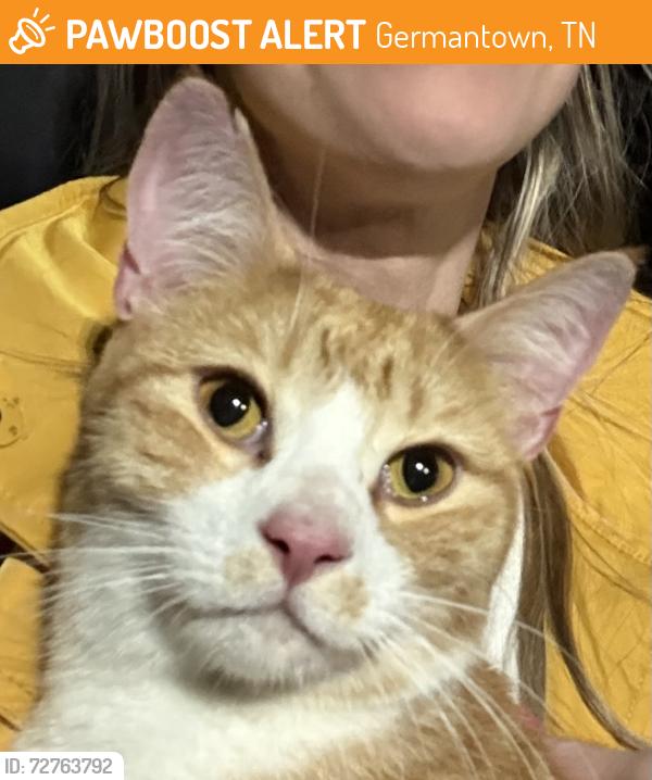 Found/Stray Male Cat last seen Wolf River Blvd Between Farmington and Kimbrough, Germantown, TN 38139