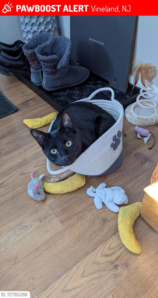 Lost Male Cat last seen West Ave and Summit Street, Vineland, NJ 08360