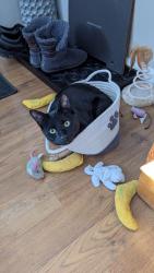 Lost Male Cat last seen West Ave and Summit Street, Vineland, NJ 08360