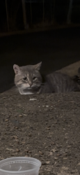 Found/Stray Unknown Cat last seen Rue Mansfield, Dollard-des-Ormeaux, QC H9G