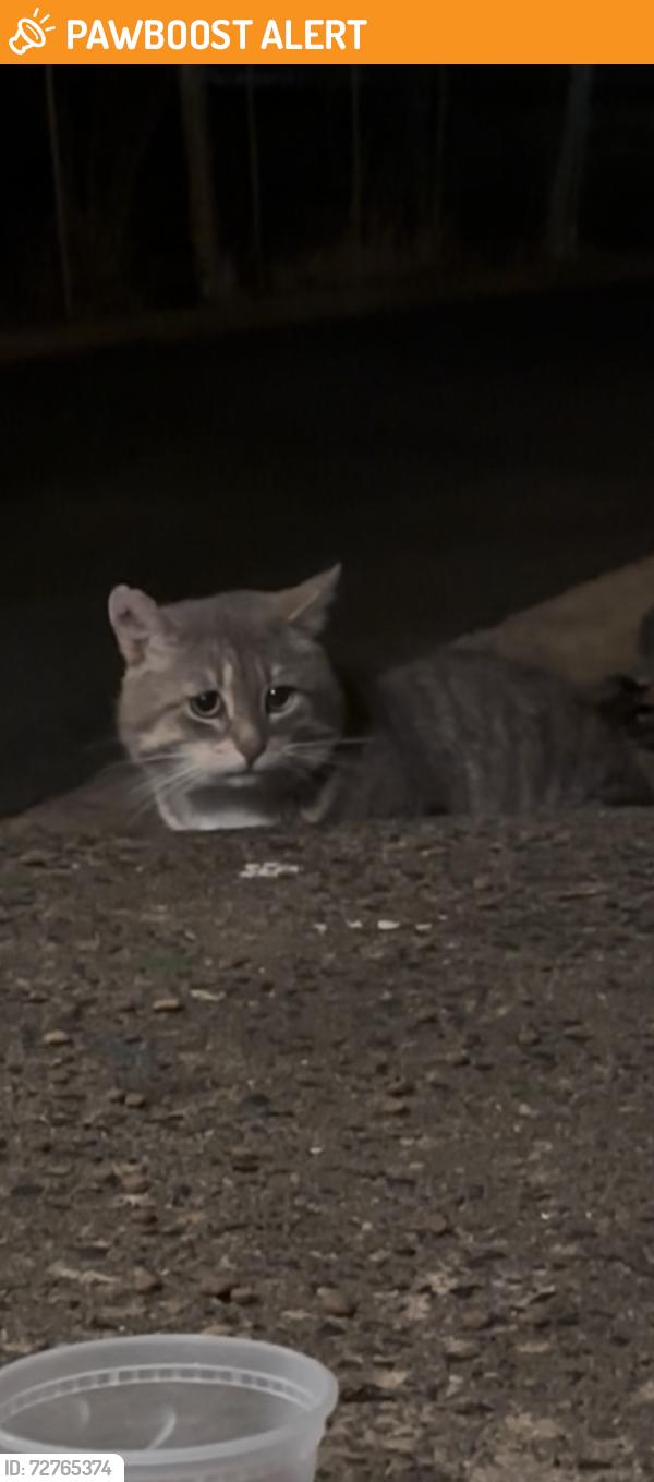 Found/Stray Unknown Cat last seen Rue Mansfield, Dollard-des-Ormeaux, QC H9G