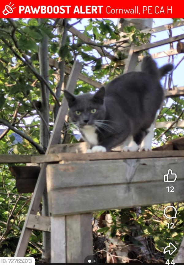 Lost Male Cat last seen Mercedes Drive, Cornwall, Cornwall, PE C0A 1H4