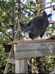 Lost Male Cat last seen Mercedes Drive, Cornwall, Cornwall, PE C0A 1H4