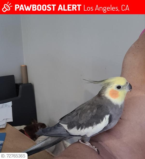 Lost Unknown Bird last seen Sunland Blvd and LaTu a Cyn, Los Angeles, CA 91352
