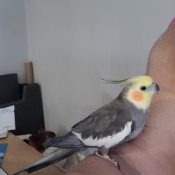Lost Unknown Bird last seen Sunland Blvd and LaTu a Cyn, Los Angeles, CA 91352