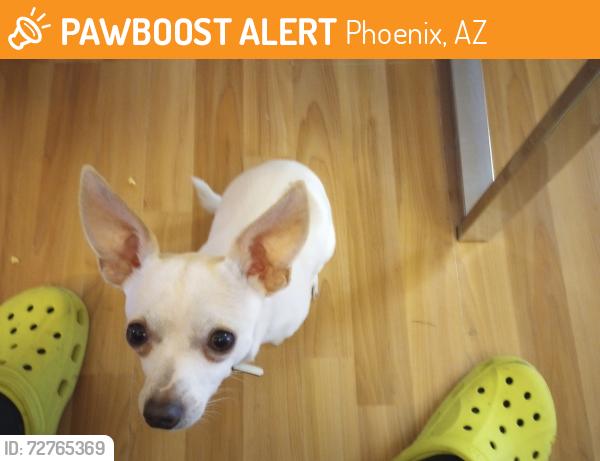 Found/Stray Male Dog last seen Found on Van Buren somewhere , Phoenix, AZ 85008