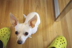 Found/Stray Male Dog last seen Found on Van Buren somewhere , Phoenix, AZ 85008