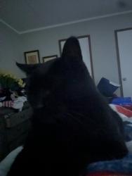 Lost Male Cat last seen PRINCESS LANE AND BISCAYNE BLVD ROSSVILLE GA, Catoosa County, GA 30741