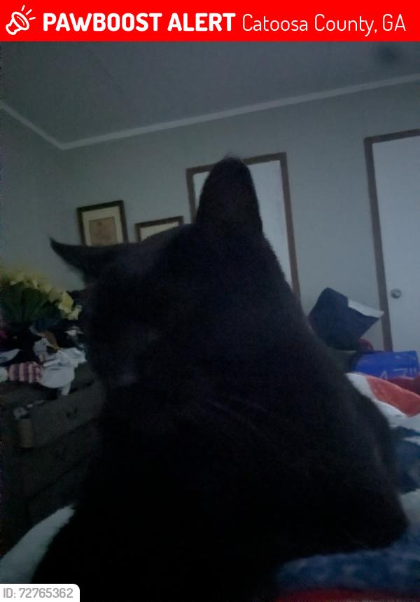 Lost Male Cat last seen PRINCESS LANE AND BISCAYNE BLVD ROSSVILLE GA, Catoosa County, GA 30741