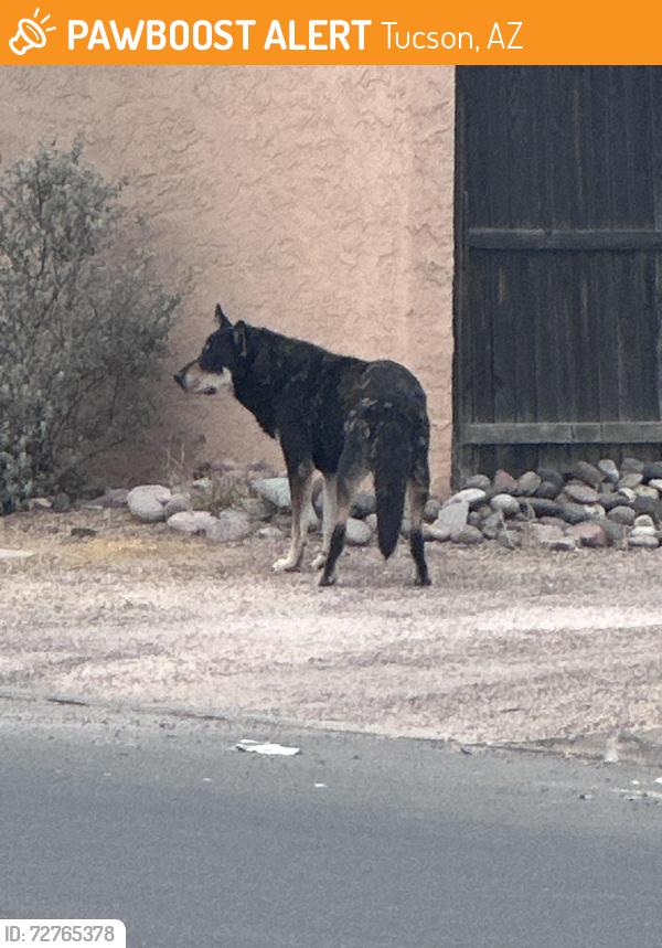Found/Stray Male Dog last seen Columbus & Fairmount, across from Martha Cooper Library, Tucson, AZ 85712