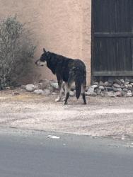 Found/Stray Male Dog last seen Columbus & Fairmount, across from Martha Cooper Library, Tucson, AZ 85712