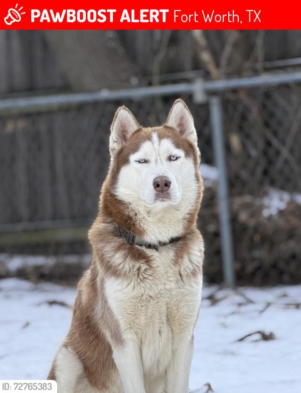 Lost Male Dog last seen Brentwood , Fort Worth, TX 76112