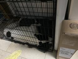 Found/Stray Female Dog last seen Cowbiys, San Antonio, TX 78218
