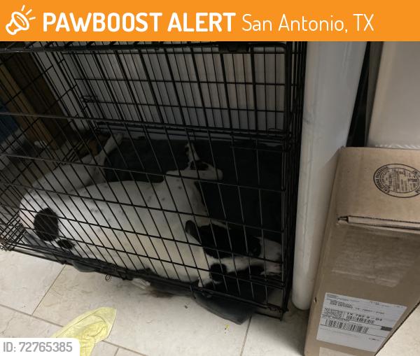 Found/Stray Female Dog last seen Cowbiys, San Antonio, TX 78218