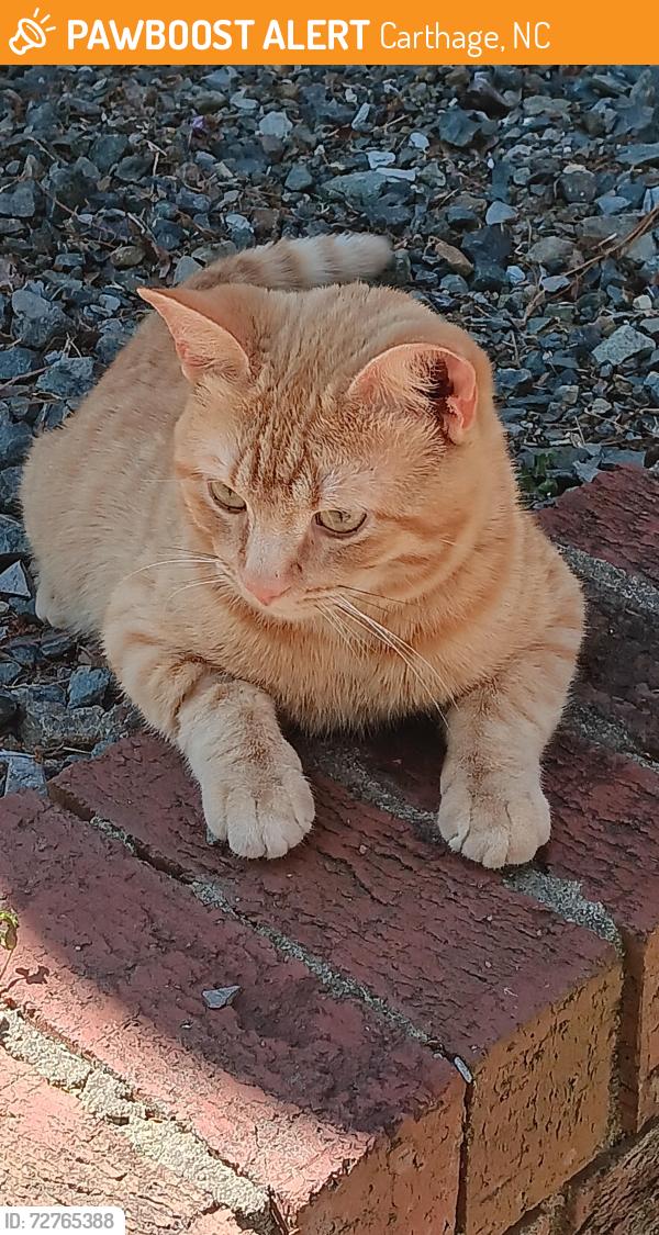 Found/Stray Male Cat last seen Red branxh rd., Carthage, NC 28327