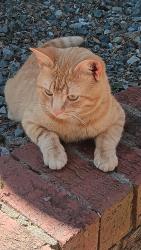 Found/Stray Male Cat last seen Red branxh rd., Carthage, NC 28327