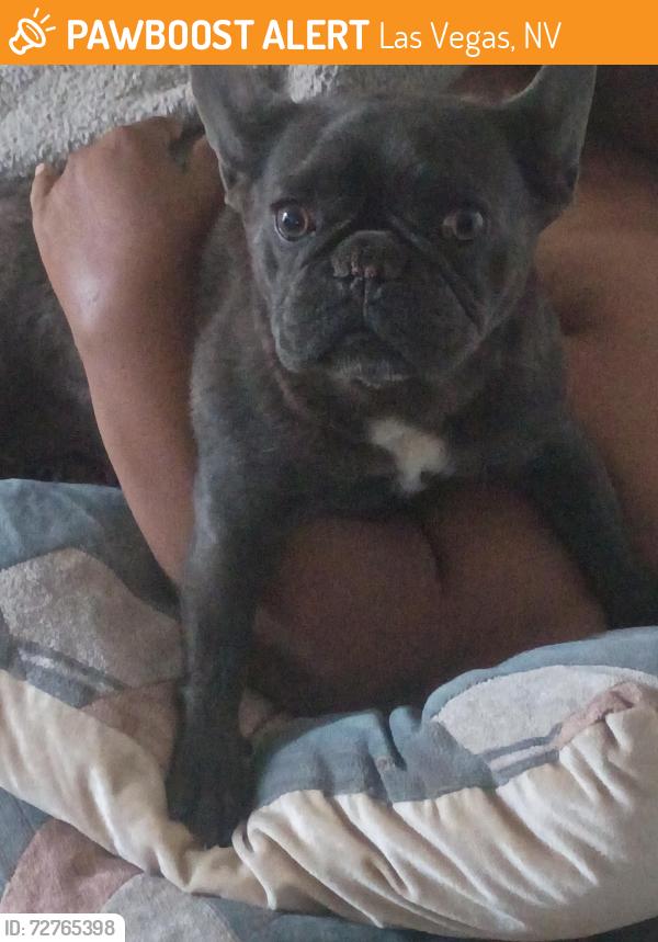 Found/Stray Female Dog last seen Es & Hayes Pl, Las Vegas, NV 89107