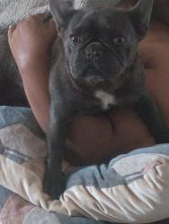 Found/Stray Female Dog last seen Es & Hayes Pl, Las Vegas, NV 89107