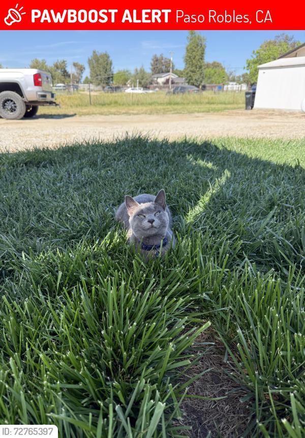 Lost Female Cat last seen Jardine rd , Paso Robles, CA 93446