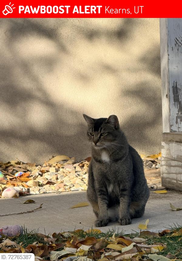 Lost Female Cat last seen Near west coriander street, Kearns, UT 84118