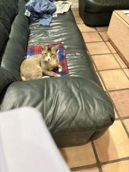 Found/Stray Male Cat last seen South Bridge road & Trout Way in Rock Creek, Cooper City, FL 33328