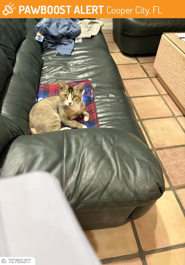 Found/Stray Male Cat last seen South Bridge road & Trout Way in Rock Creek, Cooper City, FL 33328