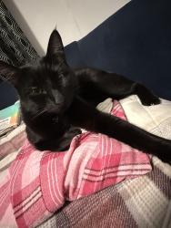 Lost Male Cat last seen Sutter, Brooklyn, NY 11207