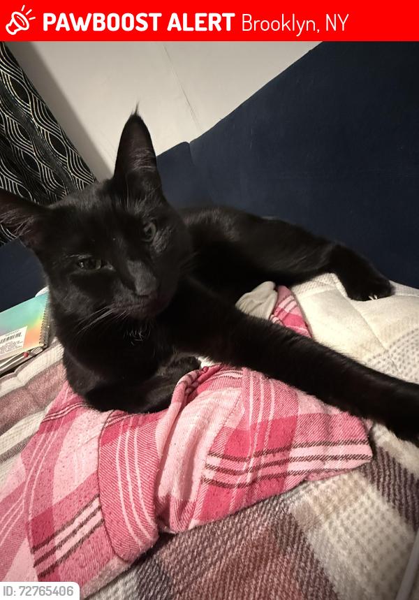 Lost Male Cat last seen Sutter, Brooklyn, NY 11207