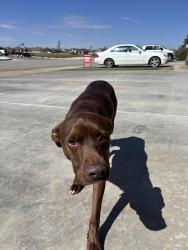 Found/Stray Female Dog last seen near Preston ests in Wolfforth, Wolfforth, TX 79382