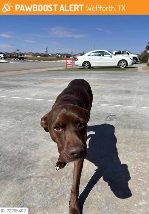 Found/Stray Female Dog last seen near Preston ests in Wolfforth, Wolfforth, TX 79382