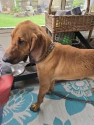 Found/Stray Male Dog last seen Kings River, Atascocita, TX 77346