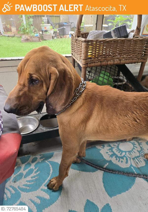 Found/Stray Male Dog last seen Kings River, Atascocita, TX 77346